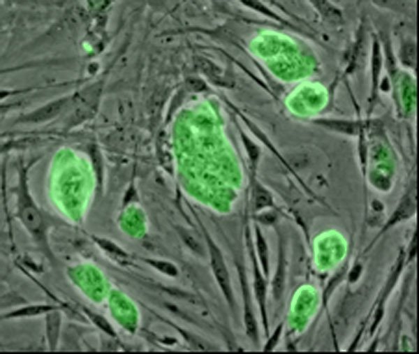 Mouse_embryonic_stem_cells_NSF