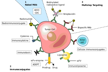 350px-Monoclonal_antibodies.svg