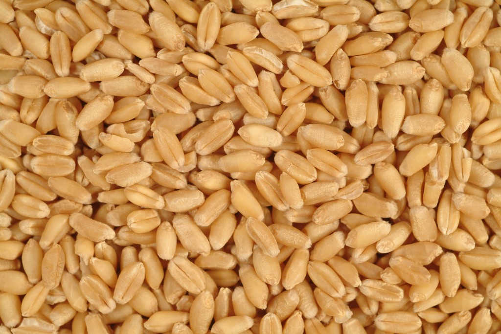 Wheat-8