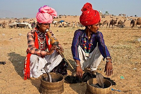 Snake Charmers, Pushkar Festival, Pushkar, Rajasthan, India