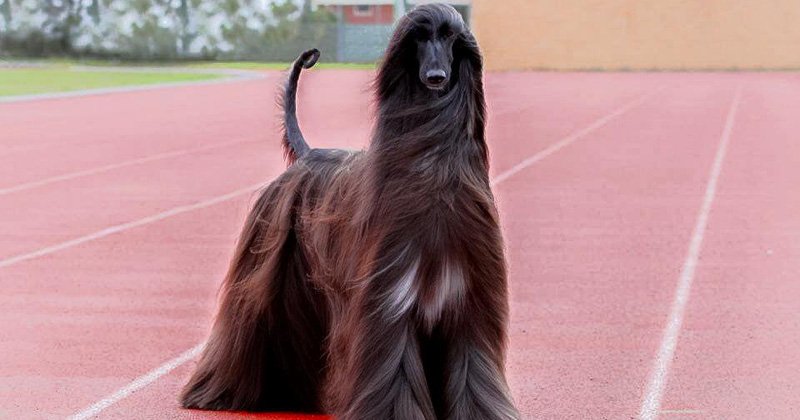 This stylish female dog will blow your mind