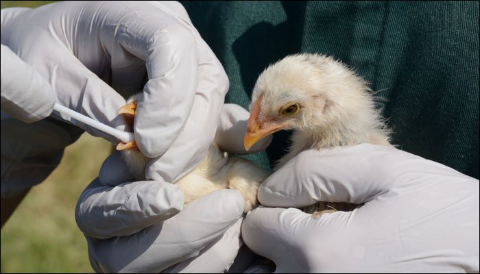 Bird Flu is under control says Centre