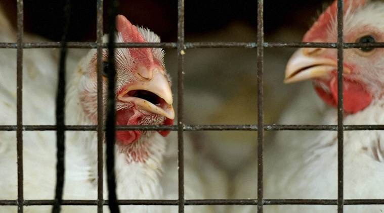 Bird Flu is under control says Centre