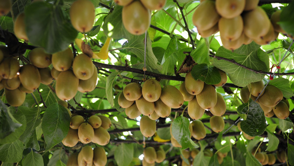 Here are all the skin benefits of a Kiwi fruit