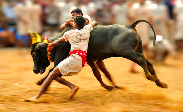 Bulls out from Jallikattu