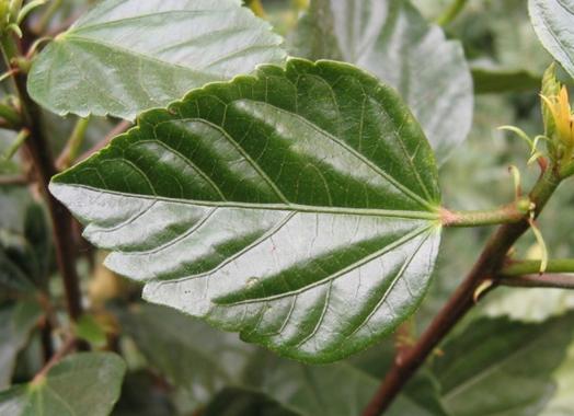  health benefits of Hibiscus leaves