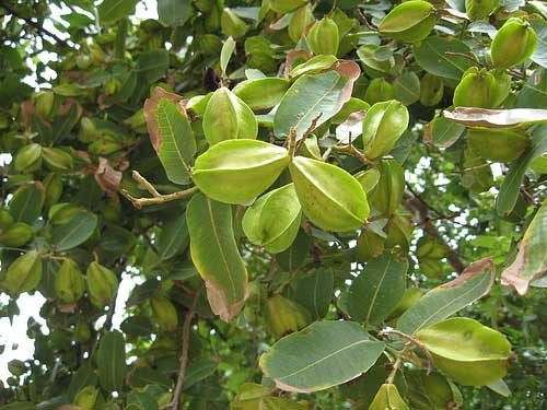 Check out!! Trees that are primarily grown in India and their benefits