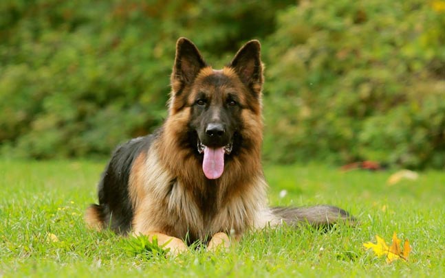 Best dog breeds to bring home