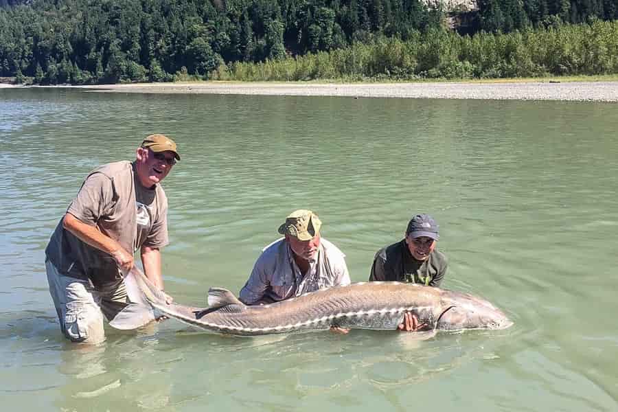 Bonus: White Sturgeon