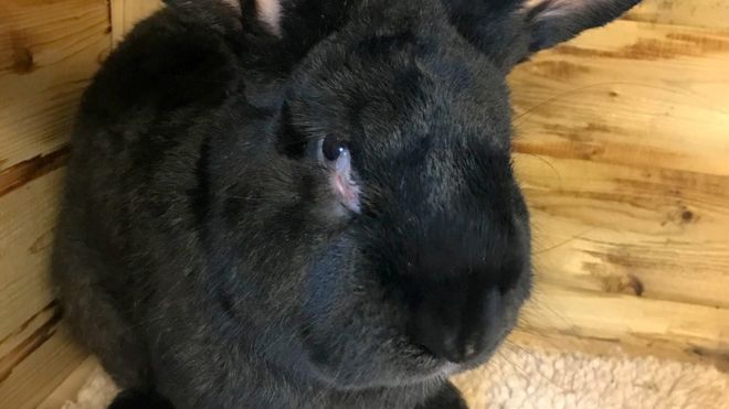 The Giant Rabbit