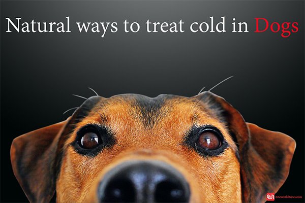 natural-ways-to-treat-cold-in-dogs