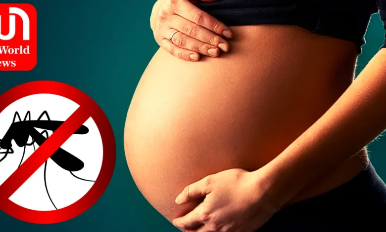 Dengue During Pregnancy