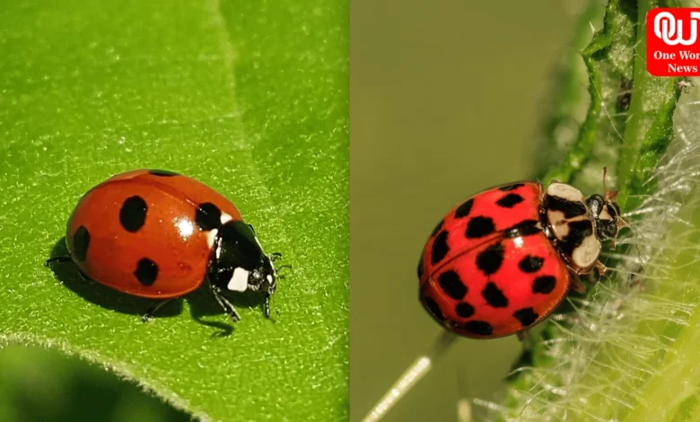 ladybugs and lady beetles