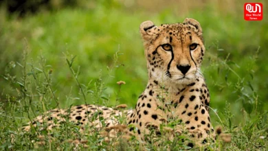 International Cheetah Day