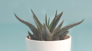 aloe vera