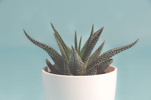 aloe vera