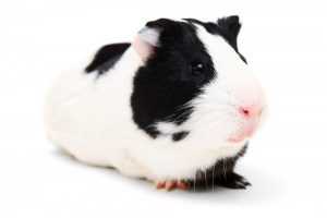 EU will Ban Animal Testing for Cosmetics