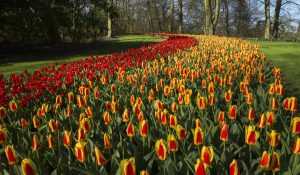 Tulip Festival of Netherlands
