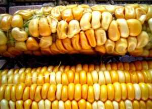 Genetically Modified Corn Destroyed by Hungary