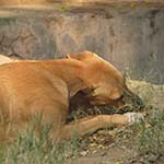 Saptarshi Roy: The savior of Stray Dogs