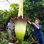 Sure enough, ‘bloom like Titan Arum’ is going to make its way to the hippest similes.