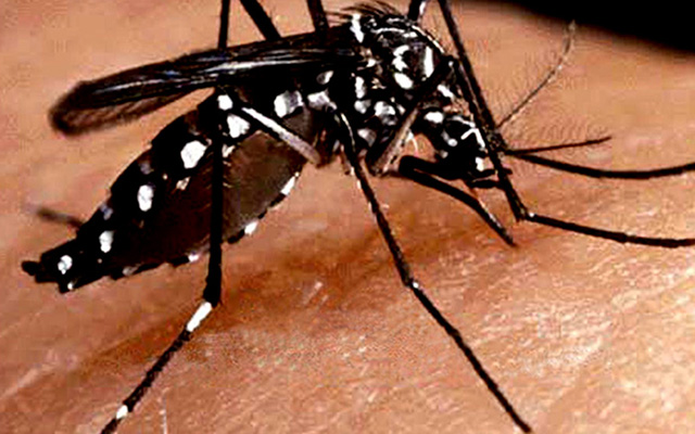 Health Secretary reviews preparedness on Dengue in Delhi