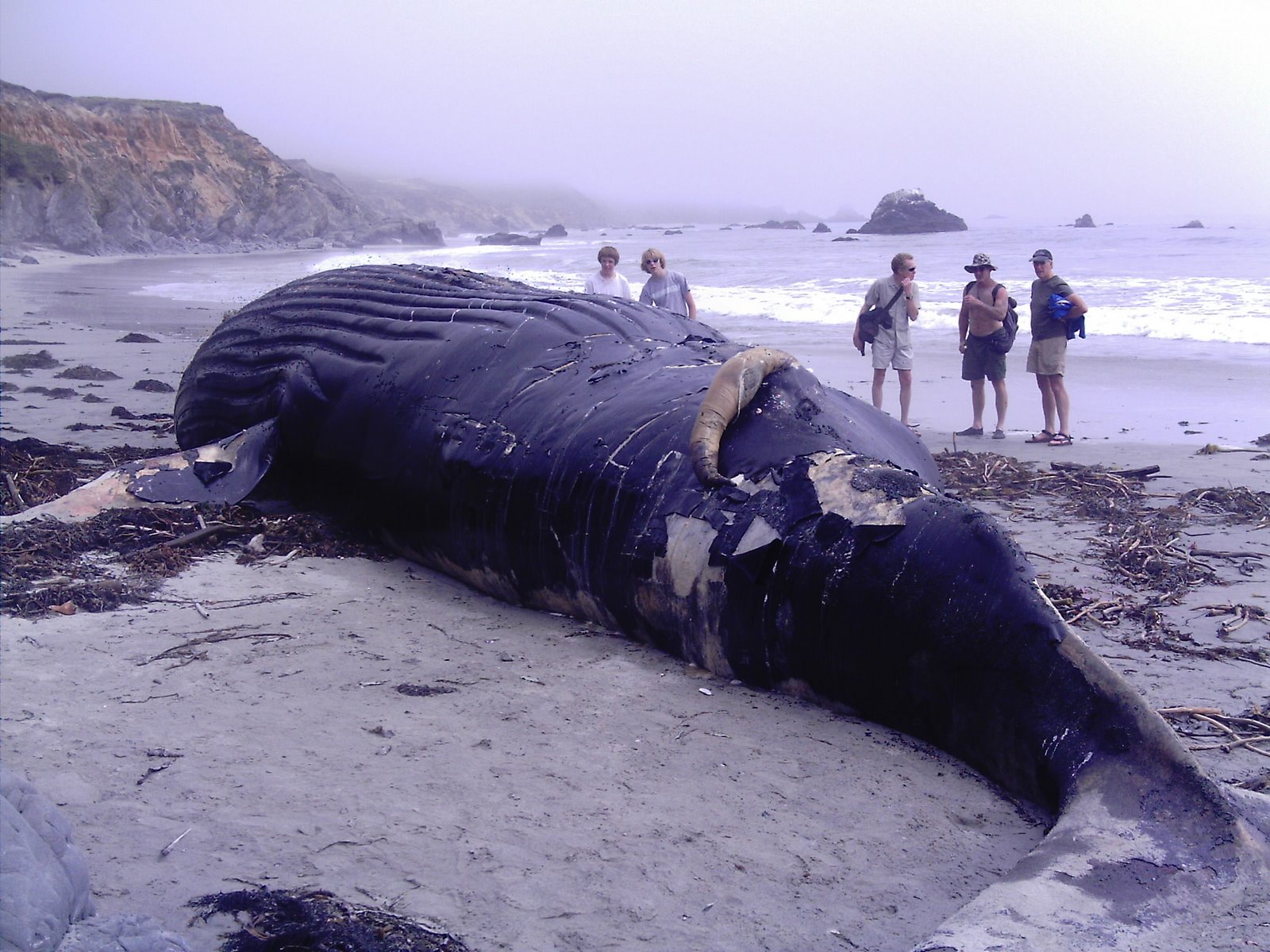 Mysterious whale deaths keep scientists puzzled