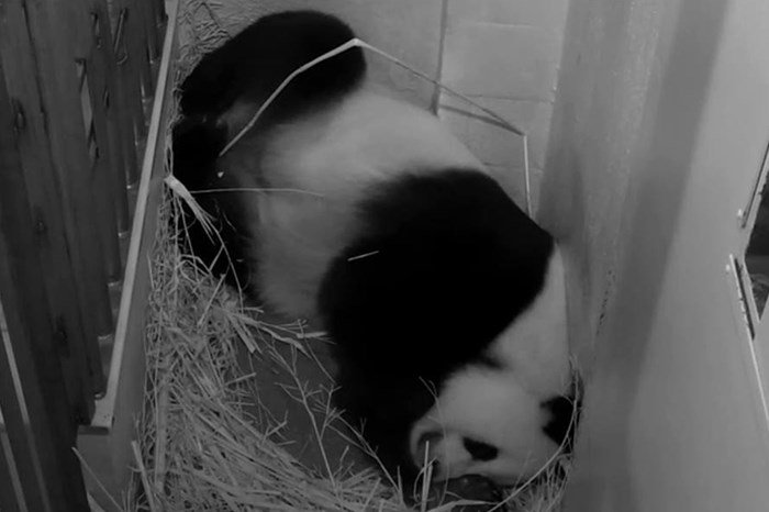 Washington welcomes Panda Twins