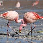 30 Thousand Flamingos saved in Mumbai