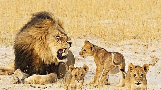 Lions are not King of the Jungle anymore