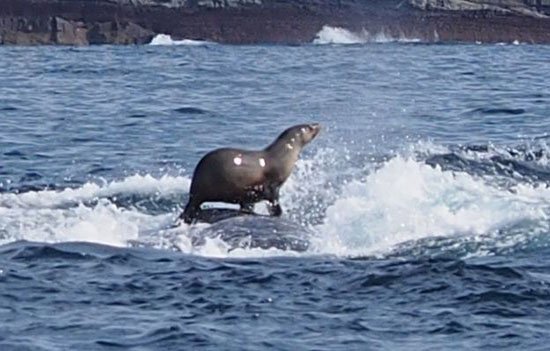 Seal surfs on humpback whale