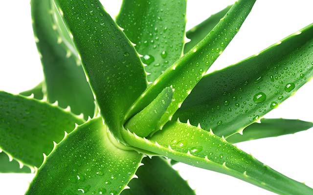 BENEFITS OF ALOE VERA