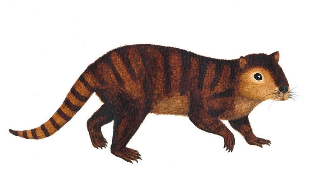 Mammal that survived dino extinction found!