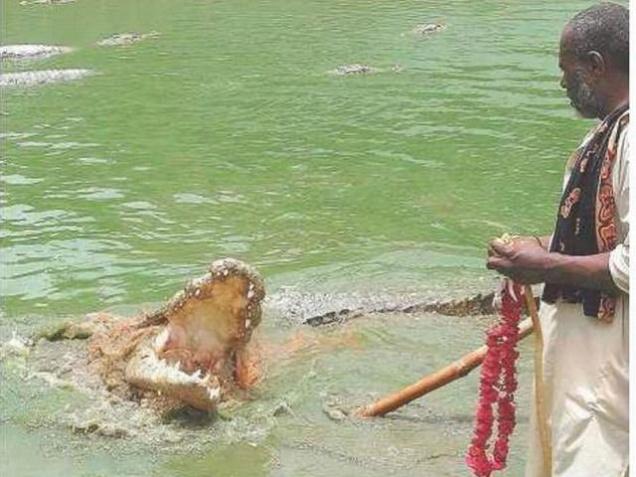 Mor Sahib – the crocodile saint of Pakistan -OneWorldNews