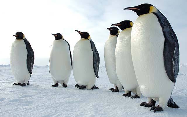 Penguins anti-icing tricks helps in preventing Airplane crash