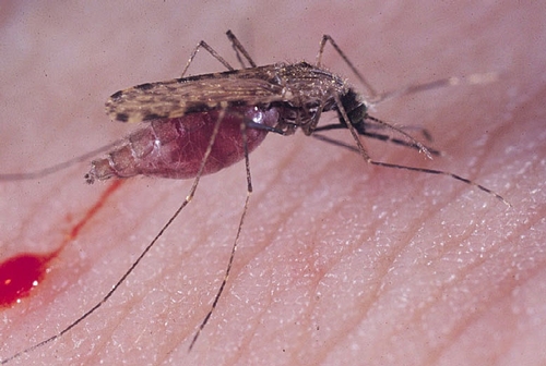 Scientists have discovered malaria-blocking mosquitoes