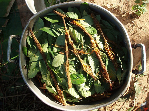 Ayahuasca – Elixir from Amazon