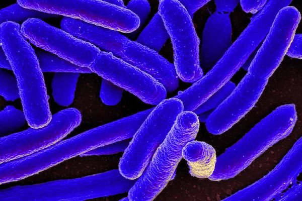 Health of Skin bacteria responsible for skin health