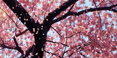 Shillong blooms with cherry blossoms