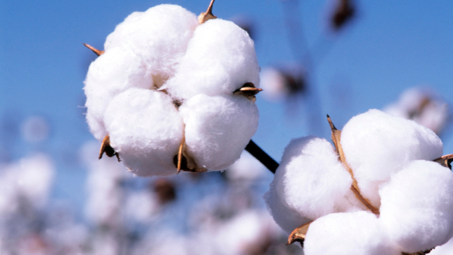 India will soon become largest producer of cotton!
