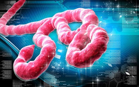 Deadly virus Ebola is back in Liberia!