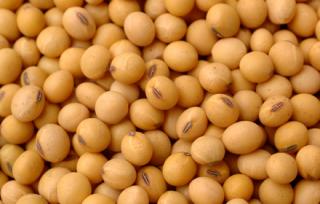 Health Benefits of Soybean