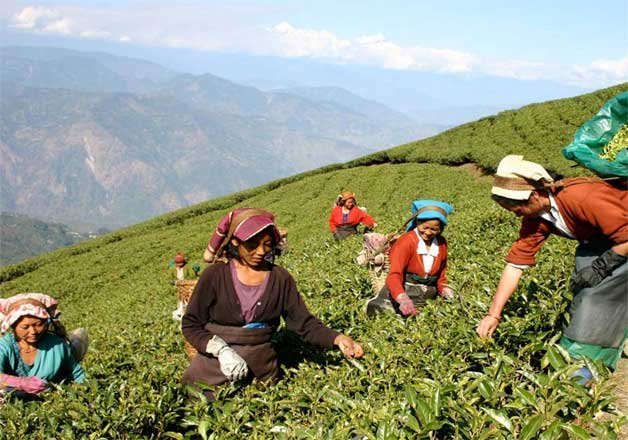 Tea garden employees