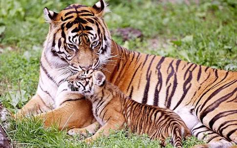 NTCA data says, 69 tigers died last year