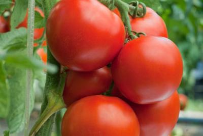 Unknown health benefits of Tomatoes!