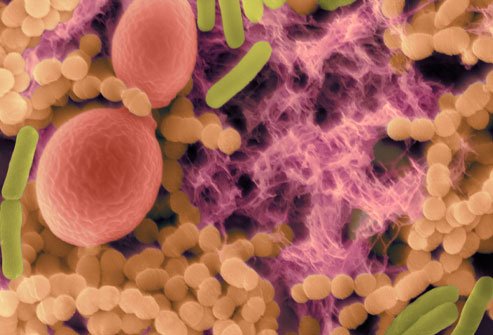 Types of Bacteria in the mouth