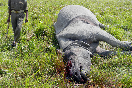 3 Rhinos killed in Kaziranga