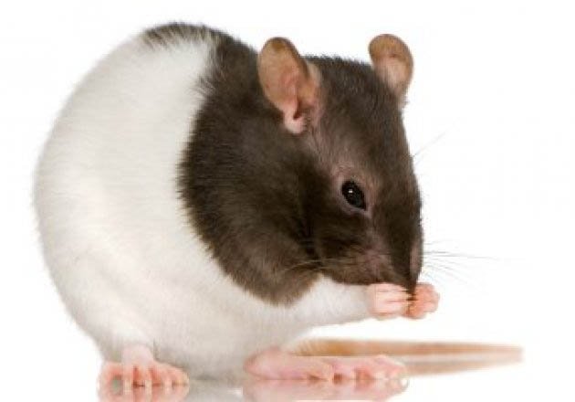 Rats with Autism!