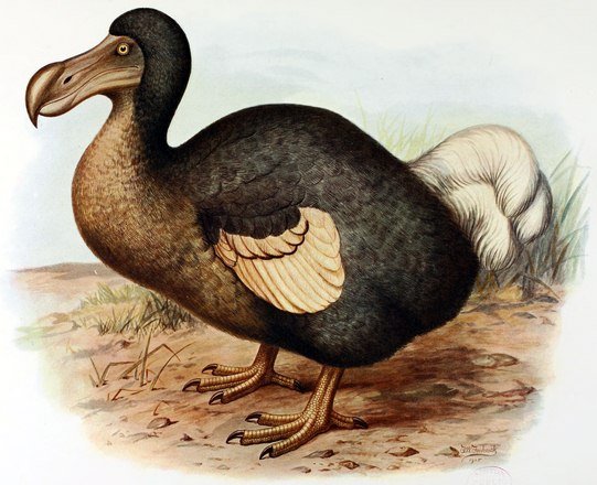 Dodos were not fools