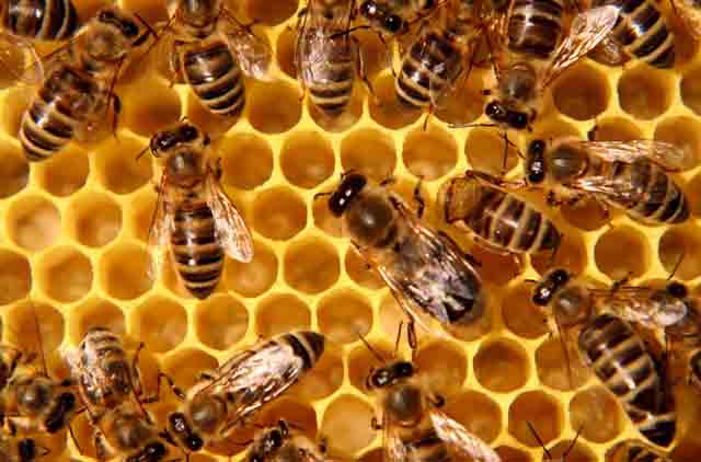 Pollinator population faces alarming decline!